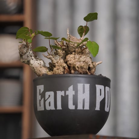 ［02］イボオオハマボウ × ［EartH POWER］GOODDAYS ORIGINAL POT