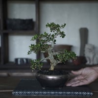 ［14］裂肌ハリツルマサキ 伊良部産 × BRONZE BONSAI POT