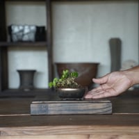 ［41］ミニハリツルマサキ × BRONZE MAME POT