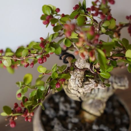 ［02］ミニハリツルマサキ 石抱き ［現地名 : マッコウ］Gymnosporia diversifolia