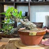［10］懸崖ガジュマル 6号鉢