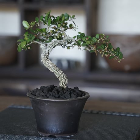 ［16］裂肌ハリツルマサキ 伊良部産 × BRONZE BONSAI POT