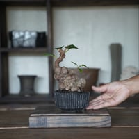 ［33］イボガジュマル × 小野瀬一 作 4号鉢