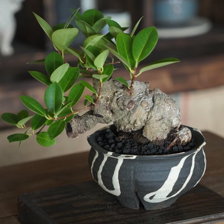 ［35］イモガジュマル Ficus microcarpa ×  沼野秀章 作「 黒二白 」5号鉢 笠間焼