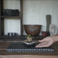 ［20］ミニオオハマボウ × BRONZE BONSAI POT