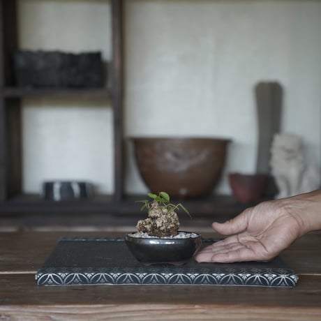 ［20］ミニオオハマボウ × BRONZE BONSAI POT