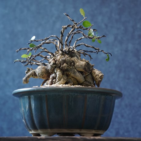 ［06］塊ハリツルマサキ ［現地名 : マッコウ］Gymnosporia diversifolia