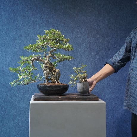 ［02］ミニハリツルマサキ 石抱き ［現地名 : マッコウ］Gymnosporia diversifolia