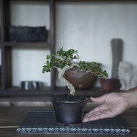 ［16］裂肌ハリツルマサキ 伊良部産 × BRONZE BONSAI POT
