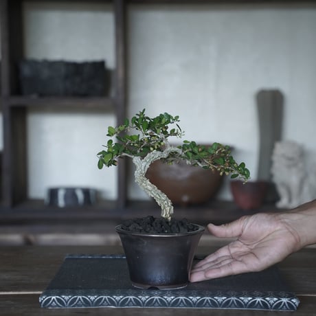 ［16］裂肌ハリツルマサキ 伊良部産 × BRONZE BONSAI POT