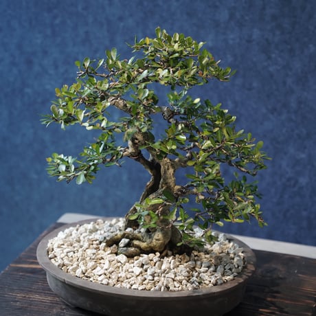［04］妖艶ハリツルマサキ ［現地名 : マッコウ］Gymnosporia diversifolia