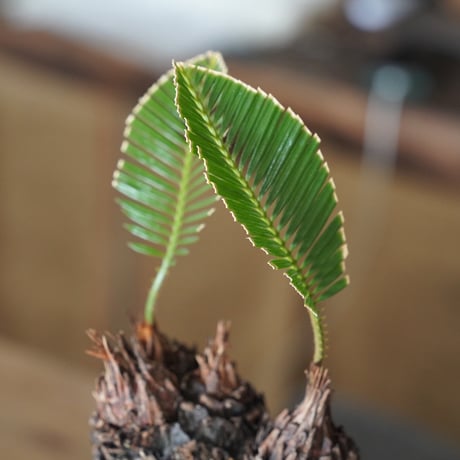 ［44］ミッキーソテツ Cycas revoluta × 根本峻吾 作 S.N POT type.round「 堕天 」4号鉢 笠間焼