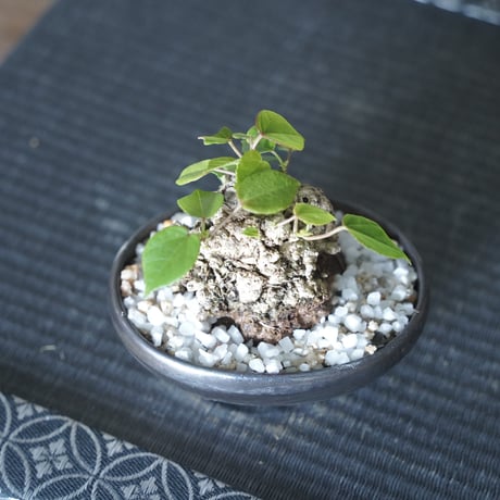 ［20］ミニオオハマボウ × BRONZE BONSAI POT