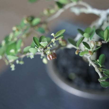 ［16］裂肌ハリツルマサキ 伊良部産 × BRONZE BONSAI POT
