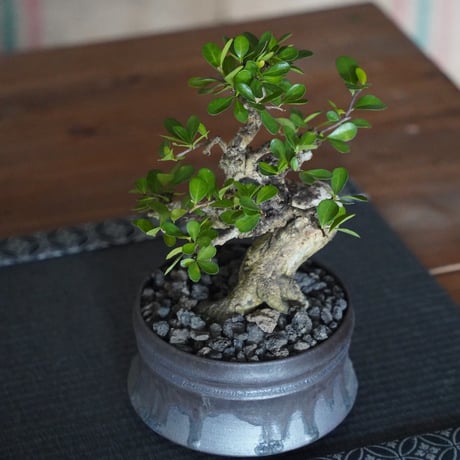 ［09］美幹ハリツルマサキ Gymnosporia diversifolia × 磯部祐介「 盆 -bon- 」4号鉢 笠間焼