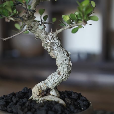 ［15］模様木ハリツルマサキ 伊良部産 × BRONZE BONSAI POT