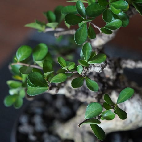 ［09］美幹ハリツルマサキ Gymnosporia diversifolia × 磯部祐介「 盆 -bon- 」4号鉢 笠間焼