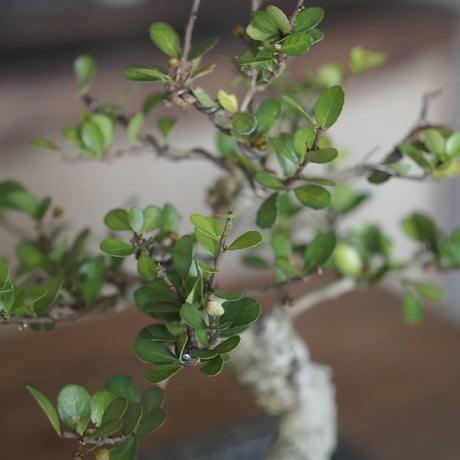 ［15］模様木ハリツルマサキ 伊良部産 × BRONZE BONSAI POT