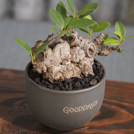 ［08］塊ガジュマル × ［Mr.Gra］GOODDAYS ORIGINAL POT