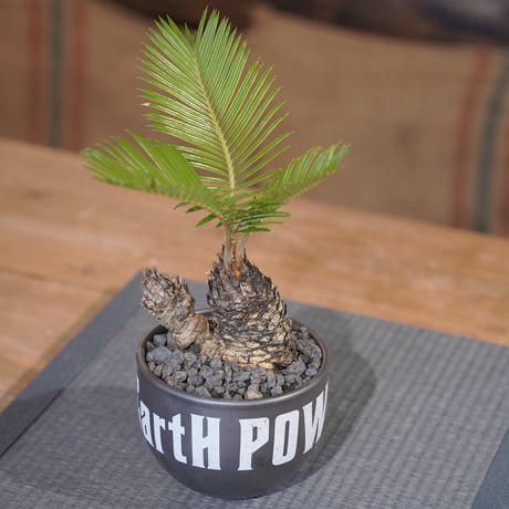 ［47］ミニソテツ × ［EartH POWER］GOODDAYS ORIGINAL POT / BLACK