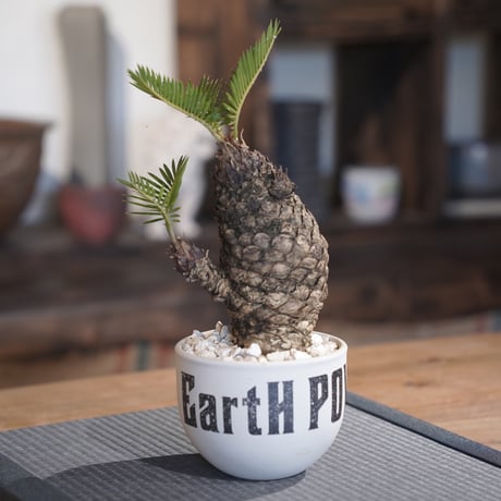 ［48］ミニソテツ × ［EartH POWER］GOODDAYS ORIGINAL POT / WHITE