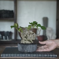 ［04］岩石オオハマボウ × 小野瀬一 作 3.5号鉢