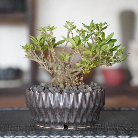 ［14］クチナシ 梔子 Cape Jasmine  × 中野明彦 作「 KIRIKO 」4号鉢 笠間焼