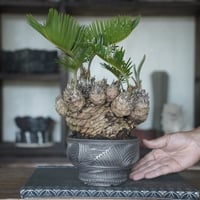 ［10］塊根ソテツ × 新里竜子 作「 RYUSEN 」5号鉢 やちむん