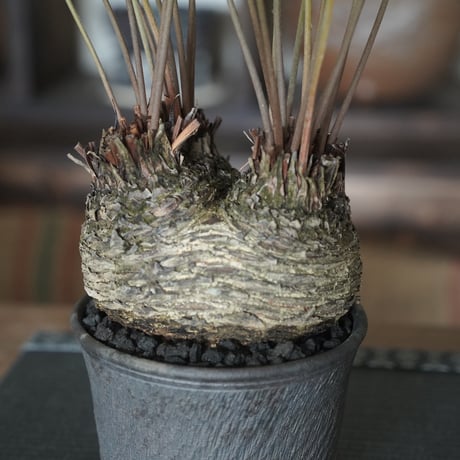 ［11］饅頭フロリダーナ × 與那嶺大輔 作「 琉球飛鉋 」5号鉢 やちむん