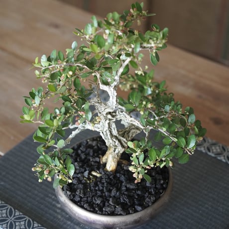 ［14］裂肌ハリツルマサキ 伊良部産 × BRONZE BONSAI POT