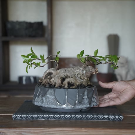 ［24］頭蓋骨ガジュマル × 穂高隆児 作「 薄氷 」6号鉢 笠間焼
