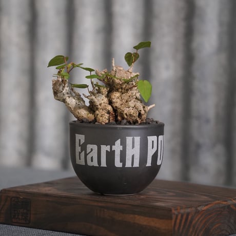 ［02］イボオオハマボウ × ［EartH POWER］GOODDAYS ORIGINAL POT