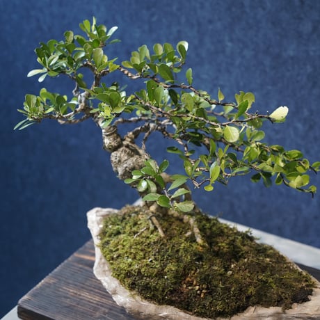 ［01］クラゲハリツルマサキ ［現地名 : マッコウ］Gymnosporia diversifolia