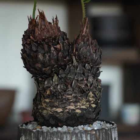 ［44］ミッキーソテツ Cycas revoluta × 根本峻吾 作 S.N POT type.round「 堕天 」4号鉢 笠間焼