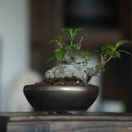 ［36］ミニイモ小葉ガジュマル Ficus microcarpa ×  BRONZE MAME POT