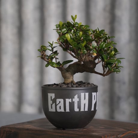 ［04］ハマヒサカキ× ［EartH POWER］GOODDAYS ORIGINAL POT