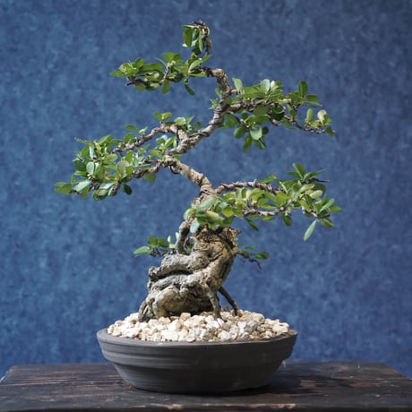 ［05］根上がりハリツルマサキ ［現地名 : マッコウ］Gymnosporia diversifolia