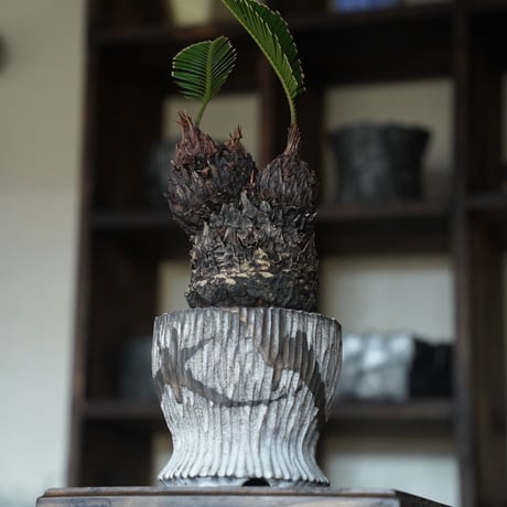 ［44］ミッキーソテツ Cycas revoluta × 根本峻吾 作 S.N POT type.round「 堕天 」4号鉢 笠間焼