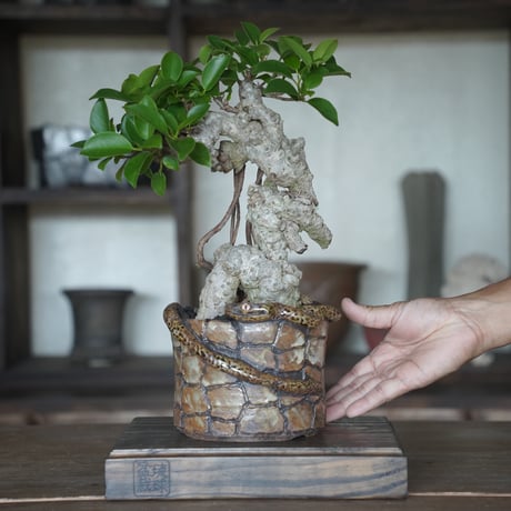 ［31］変態イボガジュマル × なみひら陶房 作「 HABU 」5号鉢 やちむん