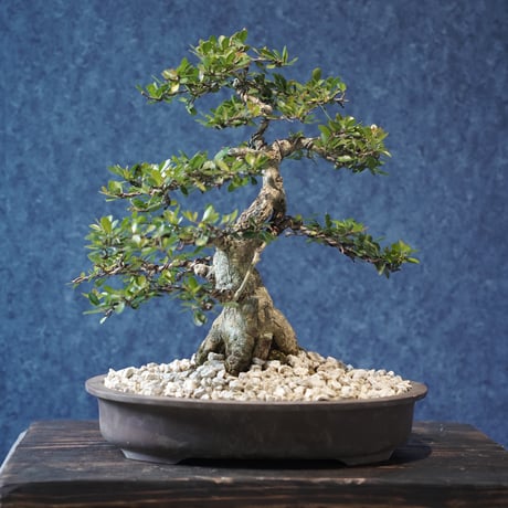 ［04］妖艶ハリツルマサキ ［現地名 : マッコウ］Gymnosporia diversifolia