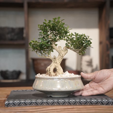 ［12］蛇目タイワンツゲ - 金龍 -   × 坂本新「LUSTER / GREY 」5号鉢 笠間焼