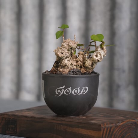 ［02］イボオオハマボウ × ［EartH POWER］GOODDAYS ORIGINAL POT