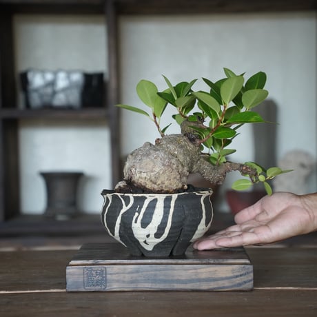［35］イモガジュマル Ficus microcarpa ×  沼野秀章 作「 黒二白 」5号鉢 笠間焼