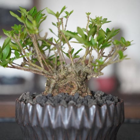 ［14］クチナシ 梔子 Cape Jasmine  × 中野明彦 作「 KIRIKO 」4号鉢 笠間焼