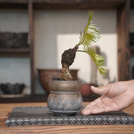 ［13］姫ソテツ Cycas revoluta × 磯部祐介 作「 達磨 」3号鉢 笠間焼