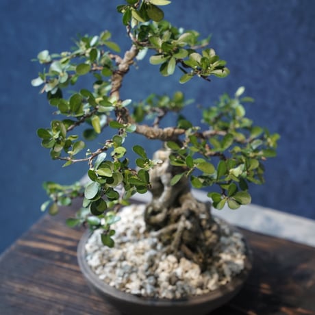 ［05］根上がりハリツルマサキ ［現地名 : マッコウ］Gymnosporia diversifolia