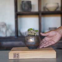 ［08］イボオオハマボウ × 磯部祐介 作「 円 - en - 」2.5号鉢  笠間焼