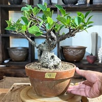 ［11］良品ガジュマル 6号鉢