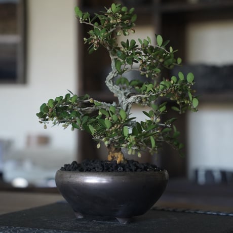 ［14］裂肌ハリツルマサキ 伊良部産 × BRONZE BONSAI POT