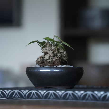 ［20］ミニオオハマボウ × BRONZE BONSAI POT